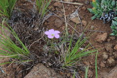 Oxalis smithiana