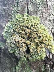 Xanthoria parietina