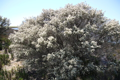 Melaleuca halmaturorum