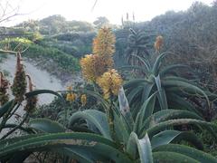 Aloe thraskii