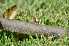 Diplacodes bipunctata