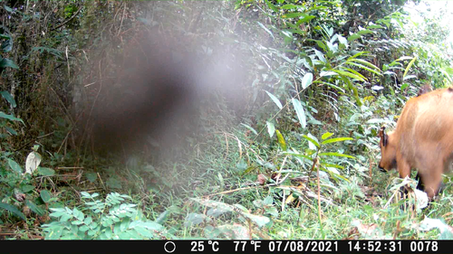 Forest Buffalo