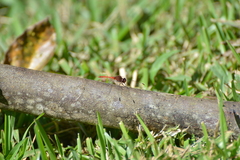 Diplacodes bipunctata