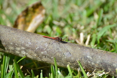 Diplacodes bipunctata