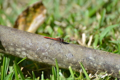 Diplacodes bipunctata