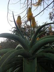 Aloe thraskii