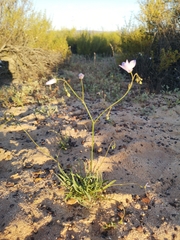 Wahlenbergia androsacea