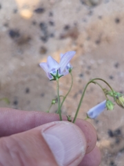 Wahlenbergia androsacea