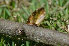 Diplacodes bipunctata