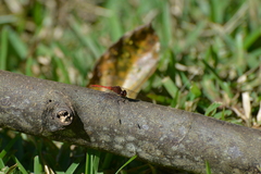 Diplacodes bipunctata