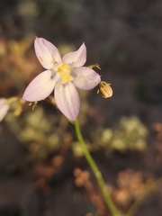 Wahlenbergia androsacea