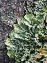 Xanthoria parietina