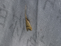Lecithocera erecta