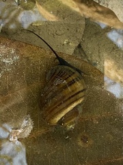 Pomacea diffusa