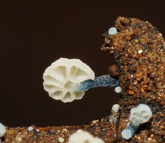 Mycena lazulina