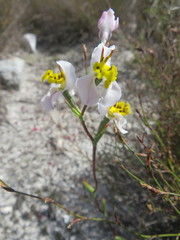 Disa flexuosa