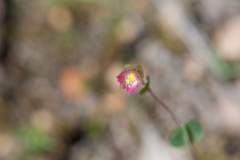 Rhodanthe manglesii