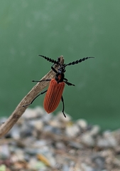 Pseudolycus torridus