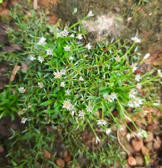 Eriocaulon xeranthemum
