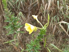 Oenothera stucchii