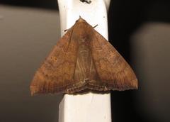 Achaea finita