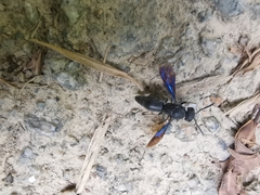 Allorhynchium chinense