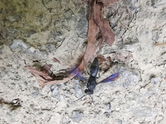 Allorhynchium chinense