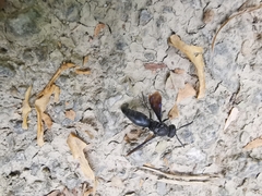 Allorhynchium chinense