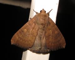 Achaea finita