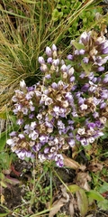 Gentianella ramosa