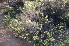 Melaleuca concreta