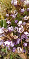 Gentianella ramosa