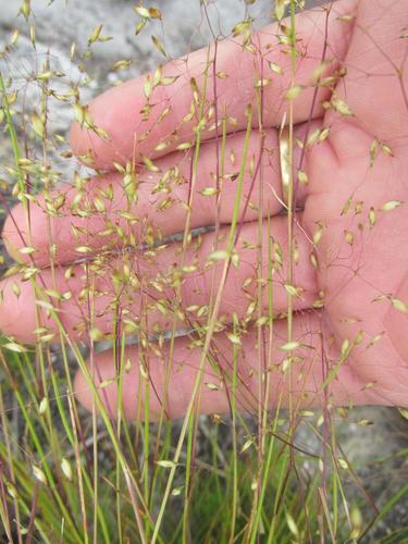Pentameris malouinensis