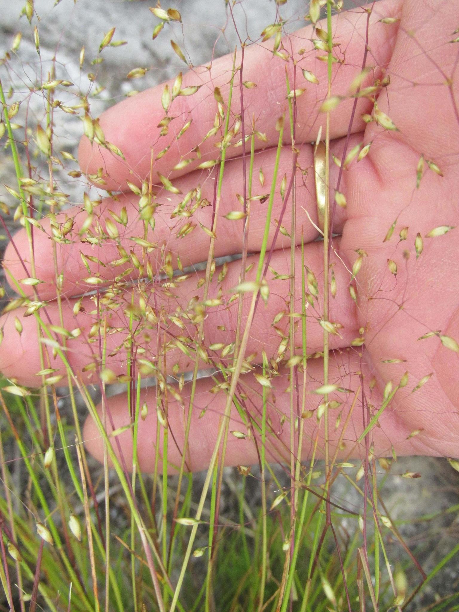 Pentameris malouinensis