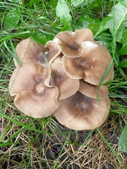 Clitocybe nebularis