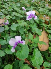 Viola banksii