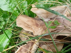 Clitocybe nebularis