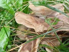 Clitocybe nebularis