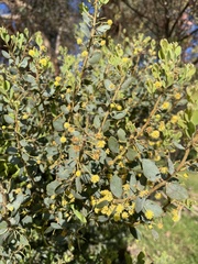 Acacia myrtifolia