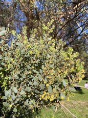 Acacia myrtifolia