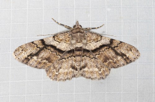Cleora repetita