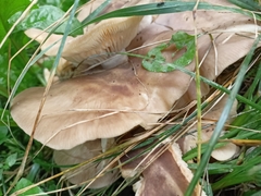 Clitocybe nebularis