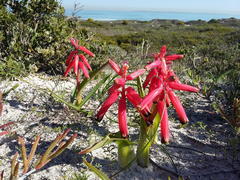 Lachenalia bulbifera