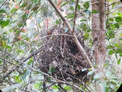 Pseudocheirus peregrinus