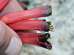 Lachenalia bulbifera