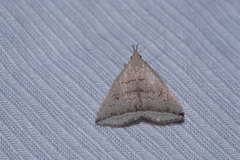 Lysimelia neleusalis