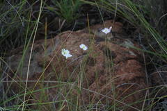 Heliophila carnosa