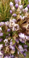 Gentianella ramosa