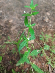 Scleromitrion diffusum