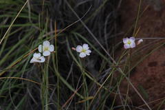Heliophila carnosa